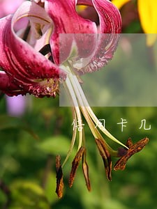 信用卡几期账单逾期会被起诉