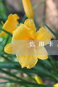 信用卡几次逾期会成和黑户 信用卡几次逾期会成和黑户