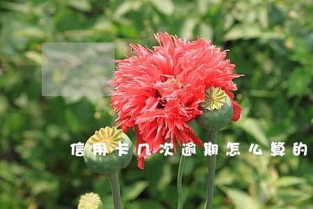 信用卡几次逾期怎么算的 信用卡几次逾期怎么算的