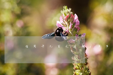 信用卡几百元逾期6年多少钱 信用卡几百元逾期6年多少钱