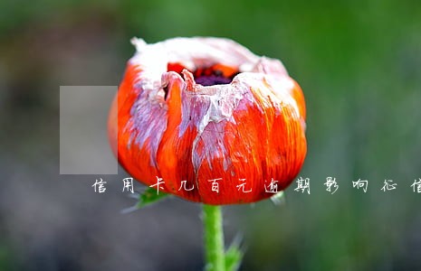 信用卡几百元逾期影响征信不 信用卡几百元逾期影响征信不