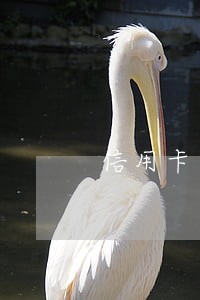 信用卡几百块逾期上征信吗 信用卡几百块逾期上征信吗