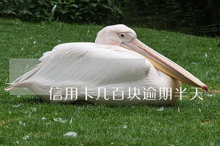 信用卡几百块逾期半天