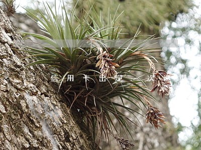 信用卡出现一次逾期上征信了 信用卡出现一次逾期上征信了