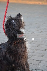 信用卡出现逾期记录影响征信吗 信用卡出现逾期记录影响征信吗