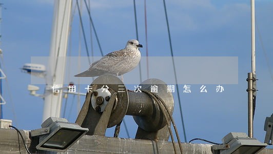 信用卡分三次逾期怎么办 信用卡分三次逾期怎么办