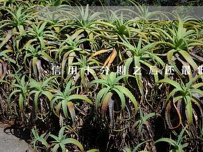 信用卡分期之后还最低算逾期吗 信用卡分期之后还最低算逾期吗