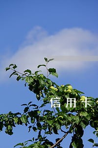 信用卡分期了一次还清算逾期吗 信用卡分期了一次还清算逾期吗