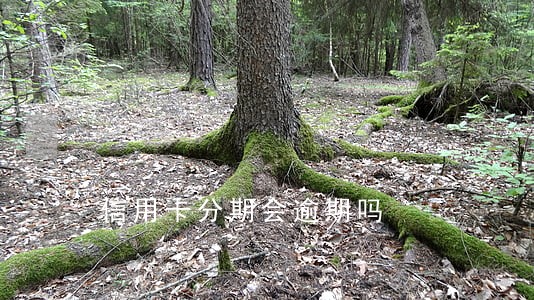 信用卡分期会逾期吗 信用卡分期会逾期吗