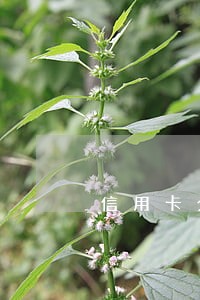 信用卡分期后二次逾期 信用卡分期后二次逾期
