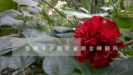 信用卡分期后逾期会降额吗 信用卡分期后逾期会降额吗