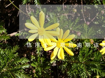 信用卡分期后逾期该怎么还款