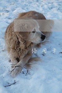 信用卡分期和逾期是一样吗 信用卡分期和逾期是一样吗