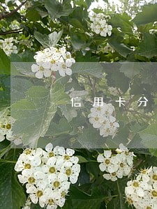 信用卡分期和逾期的差别 信用卡分期和逾期的差别