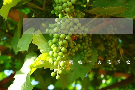 信用卡分期晚一天还算逾期吗 信用卡分期晚一天还算逾期吗
