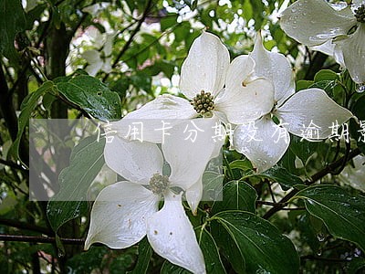 信用卡分期没有逾期影响公积金吗