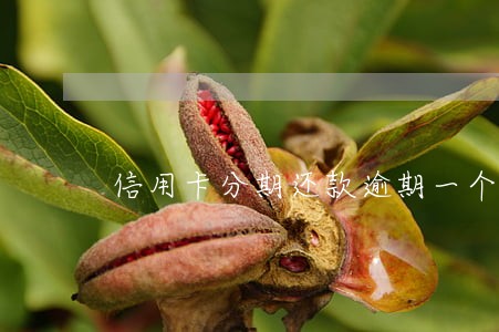 信用卡分期还款逾期一个月 信用卡分期还款逾期一个月