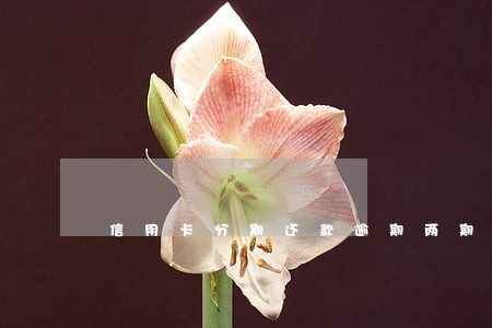 信用卡分期还款逾期两期了怕吗 信用卡分期还款逾期两期了怕吗
