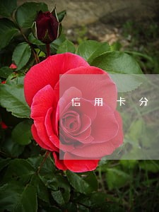 信用卡分期还算逾期不 信用卡分期还算逾期不
