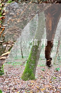 信用卡分期逾期一天要利息吗 信用卡分期逾期一天要利息吗