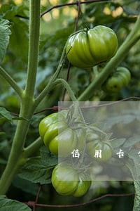 信用卡分期逾期一年怎么办 信用卡分期逾期一年怎么办