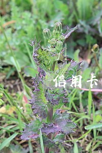 信用卡分期逾期每月还几百