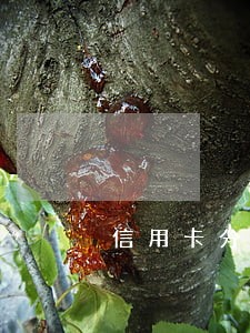 信用卡分期逾期滞纳金怎么算