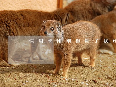 信用卡刚刚逾期了我还了 信用卡刚刚逾期了我还了