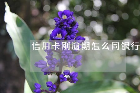 信用卡刚逾期怎么同银行讲 信用卡刚逾期怎么同银行讲