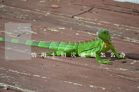 信用卡初次逾期怎么办 信用卡初次逾期怎么办