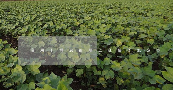 信用卡利息逾期上征信了怎么办 信用卡利息逾期上征信了怎么办