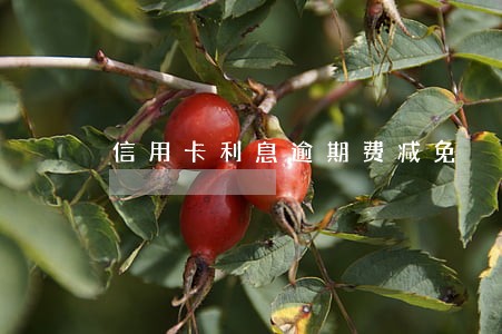 信用卡利息逾期费减免 信用卡利息逾期费减免