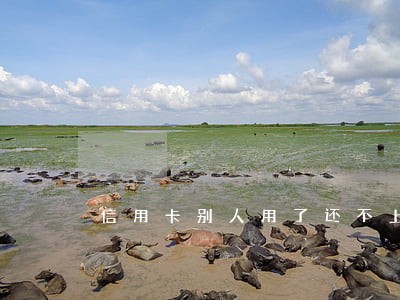 信用卡别人用了还不上逾期怎么办