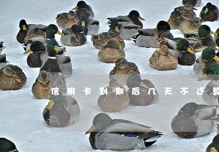 信用卡到期后几天不还算逾期 信用卡到期后几天不还算逾期