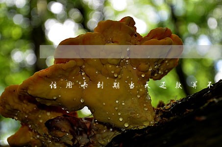 信用卡到期当天还款算不算逾期 信用卡到期当天还款算不算逾期