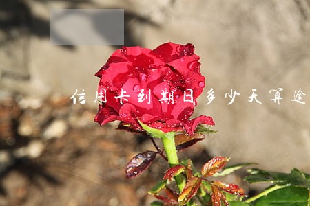 信用卡到期日多少天算逾期