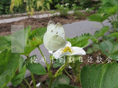 信用卡到期日还款会不会逾期 信用卡到期日还款会不会逾期