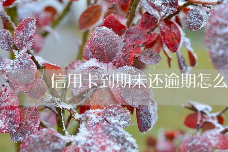 信用卡到期未还逾期怎么办 信用卡到期未还逾期怎么办