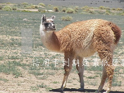 信用卡到期还最低还款算逾期吗