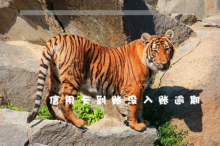信用卡到账没入账逾期 信用卡到账没入账逾期