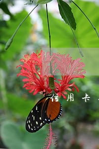 信用卡刷了逾期没还 信用卡刷了逾期没还