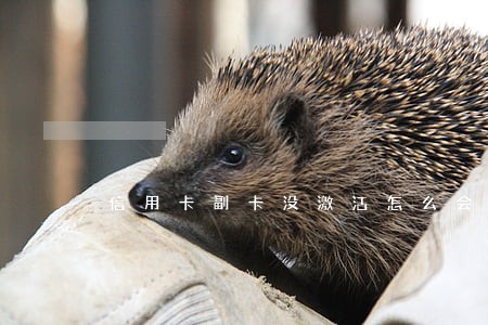 信用卡副卡没激活怎么会逾期