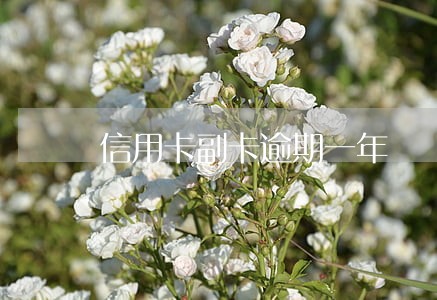 信用卡副卡逾期一年