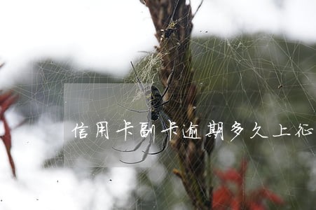 信用卡副卡逾期多久上征信