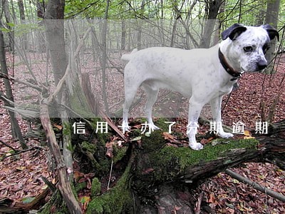 信用卡办了分期逾期 信用卡办了分期逾期