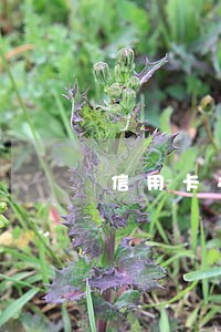 信用卡办完分期后逾期两个月