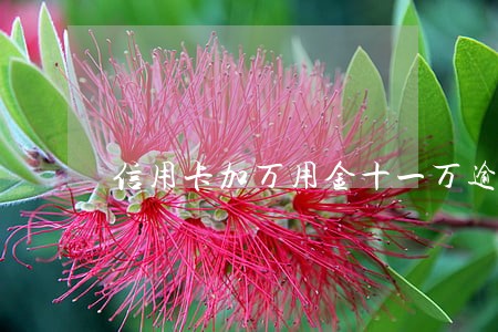 信用卡加万用金十一万逾期了