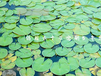 信用卡十万逾期5年需要还多少