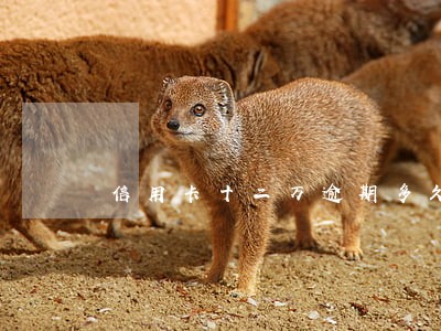 信用卡十二万逾期多久抓人 信用卡十二万逾期多久抓人