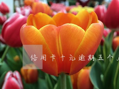 信用卡十元逾期五个月了怎么办 信用卡十元逾期五个月了怎么办